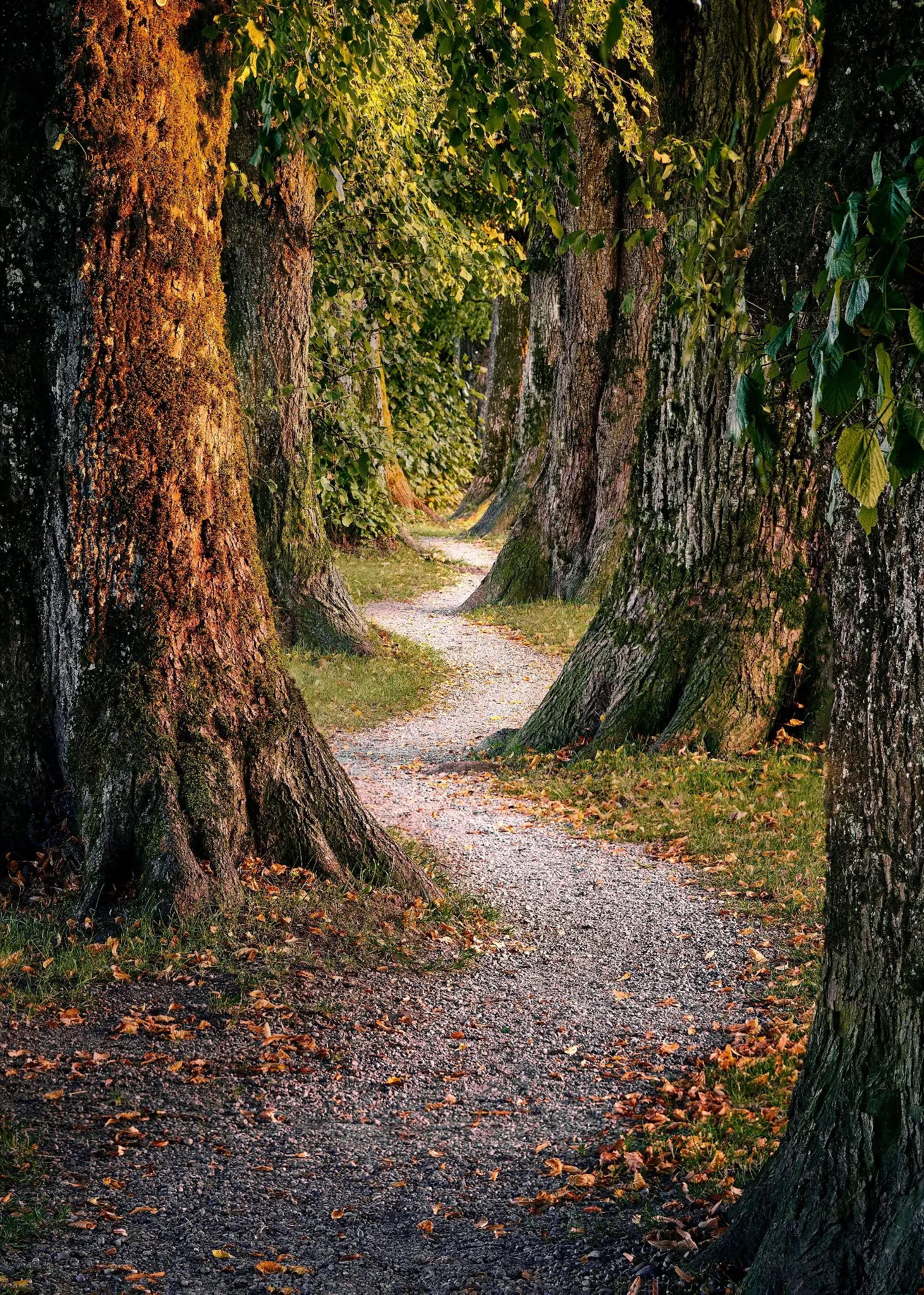 A gravel path through large mossy trees